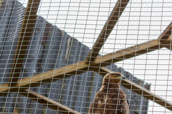 Bir kafeste kartal. Üzgün kartal. Üzgün hawk. Üzgün kuş. Üzüntü. Ben kartal