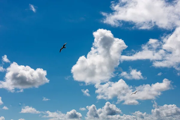 uçan kuşlar martılar bulutlu gökyüzü mavi