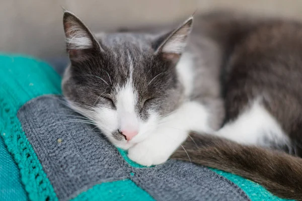 happy black white cat short hair sleep on grey couch