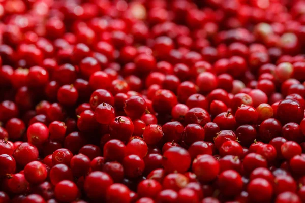 Kırmızı Olgun kızılcık organik doğal sonbahar arka plan