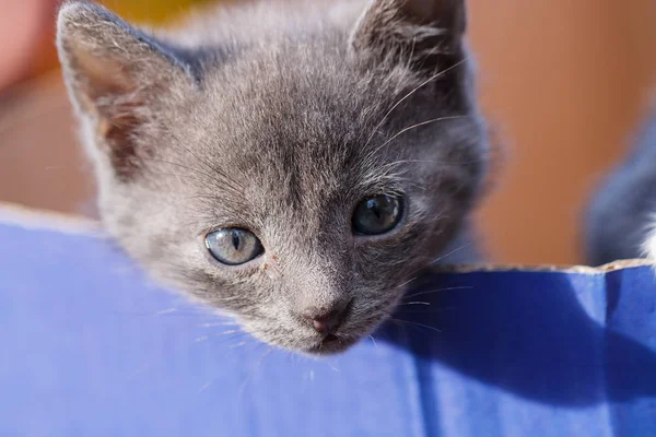 Um pequeno gato cinza olha para fora da caixa grande azul — Fotografia de Stock