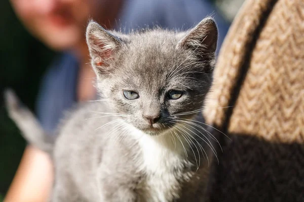Cesur küçük gri ve beyaz kedi yavru kedi ayakta bir kahverengi kanepe kanepede