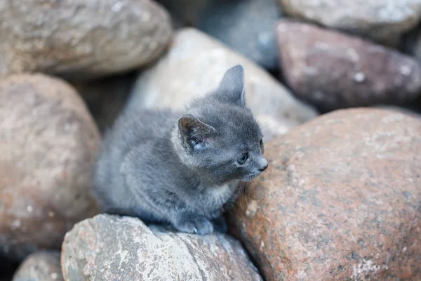 Gatinho gato pouco cinza e branco corajoso em pé em um sofá-cama marrom — Fotografia de Stock