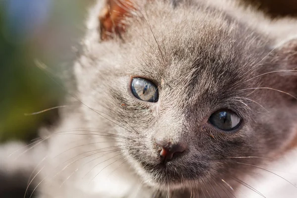 Gatinho gato pouco cinza e branco corajoso em pé em um sofá-cama marrom — Fotografia de Stock