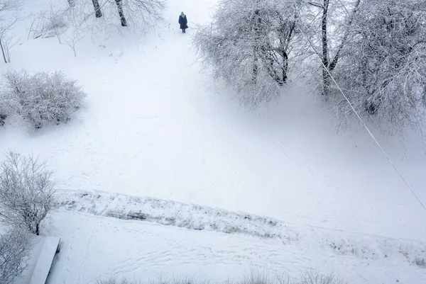 Beyaz, soğuk kış yatay, çalılar, ağaçlar bir görünümden ile