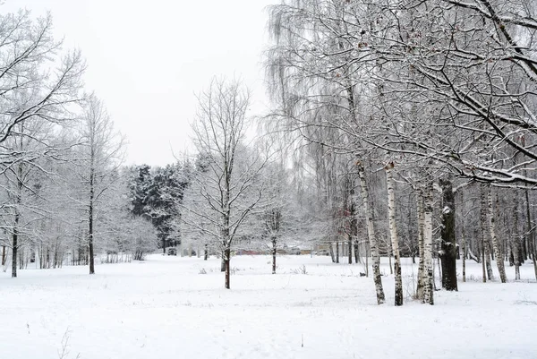 Ağaç ve diğer ağaçlar ile beyaz kış manzarası