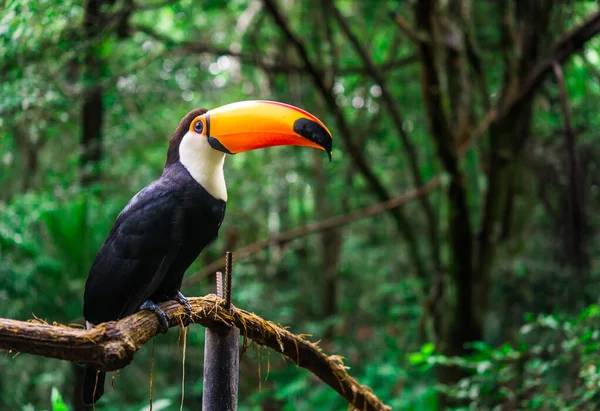 Туканские тропические птицы в джунглях тропических лесов — стоковое фото