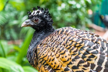 Çıplak yüzlü yaban domuzu egzotik tropik nadir görülen vahşi kuş türü..