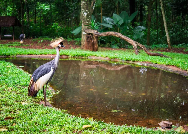 Zwarte fronted piping guan exotische tropische vogel wild dier in de natuur. — Stockfoto