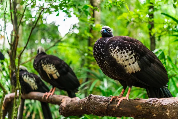 Red throated piping guan exotic tropical bird wildlife animal in nature.