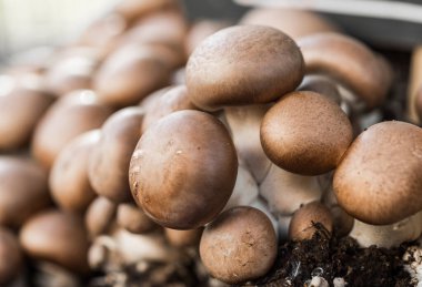 Düğme şampiyonu Portobello masa mantarları doğal ortamında büyüyor..