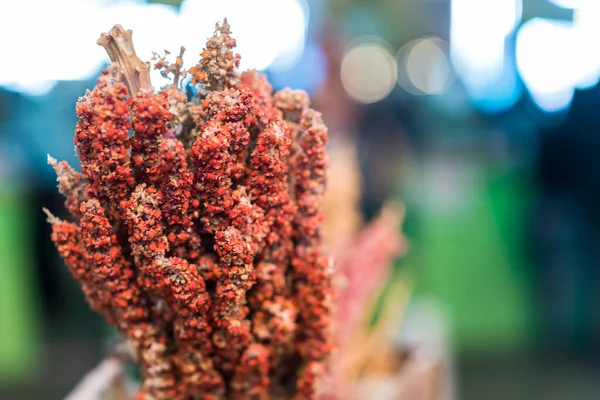 Växt av quinoa frö korn visas på en gata matmarknad mässa festival. — Stockfoto