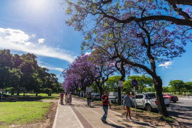 Buenos Aires, Arjantin - 18 Kasım 2018: Recoleta ve Jacaranda ağaçları