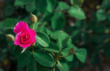 Yeşil arka planda pembe bir gül çiçeğini kapat..