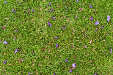 Yeşil yaprakların ve düşmüş Jacaranda ağaçlarının doğal çiçekleri..