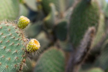 Dikenli armut kaktüsü meyvesi, ayrıca ton balığı veya nopal meyve olarak da bilinir..
