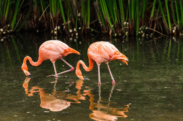 Фламинго экзотическая редкая птица в естественной среде обитания . — стоковое фото