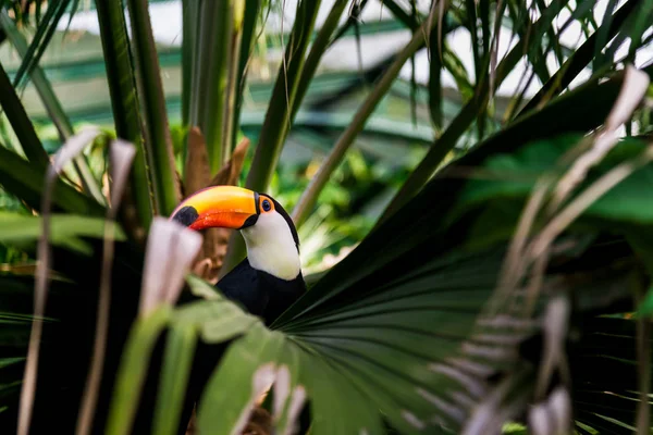 Oiseau tropical toucan en milieu naturel dans la jungle de la forêt tropicale . — Photo