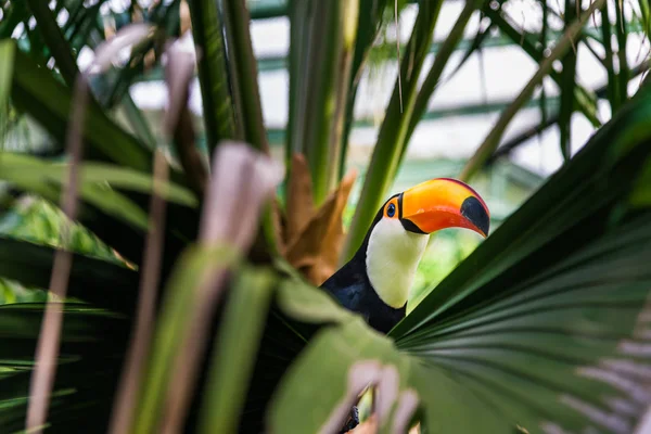 Oiseau tropical toucan en milieu naturel dans la jungle de la forêt tropicale . — Photo