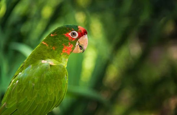 Крупный план красочного попугая ара в джунглях в солнечный день . — стоковое фото