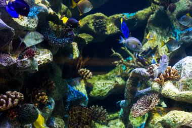 Deniz ve okyanus dünyasındaki egzotik renkli balıkların yakın fotoğrafını çek..