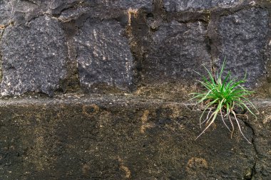 Eski şehir arka planında kaldırım taşı caddesi ve bitkiler.