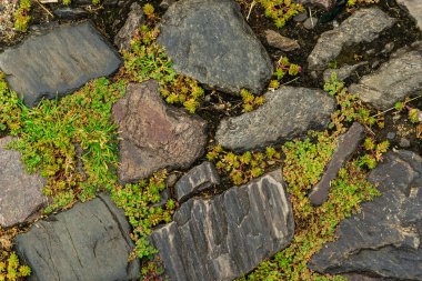 Eski şehir arka planında kaldırım taşı caddesi ve bitkiler.