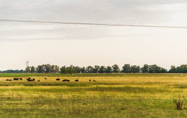 Sarı mısır ve yeşil ağaçlı soya fasulyesi tarlaları geniş açılı görünüyor..