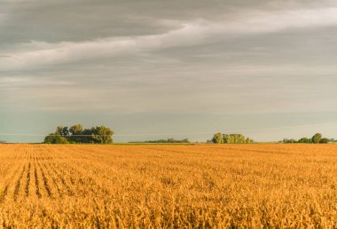 Sarı mısır ve yeşil ağaçlı soya fasulyesi tarlaları geniş açılı görünüyor..