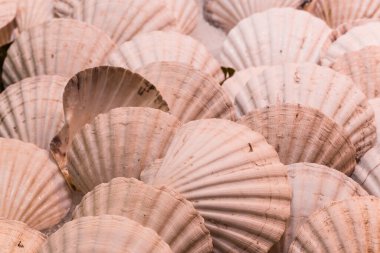 Çiftçi pazarındaki taze organik deniz tarağı kabuklarının yiyecek fotoğrafını çek..