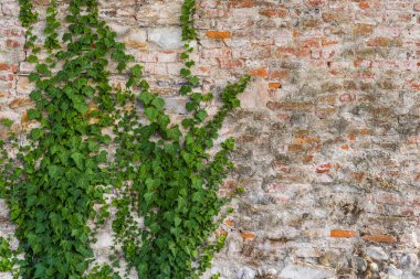 Yeşil bitki ve kopyalama alanı olan eski duvarın doğal soyut arkaplanı.