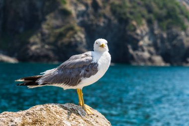 Ligurian Denizi 'nin arka planında martıyı kapatın..