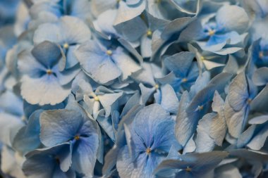 Mavi ve beyaz çiçek yapraklarının makro çiçekli fotoğrafı.