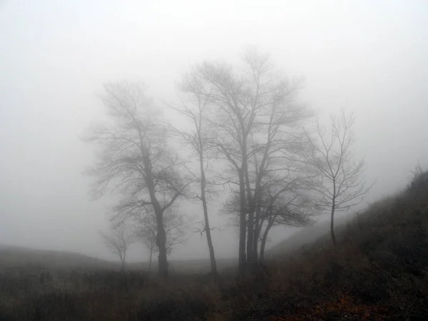 Peupliers Dans Brouillard — Photo