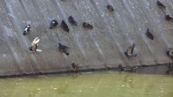 Piccioni in parco su piano inclinato — Video Stock