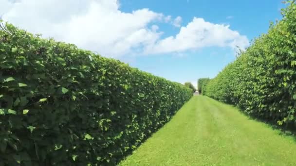 Maze among the bushes — Stock Video