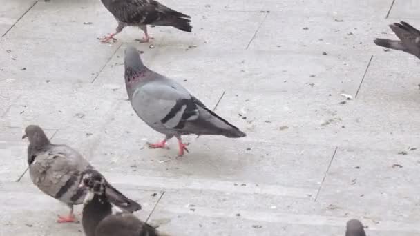 Les pigeons mangent du pain dans le parc — Video