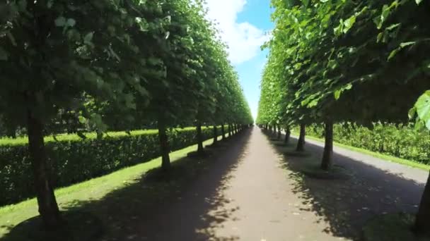 Vicolo nel parco a Peterhof — Video Stock