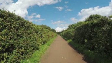 Çalıların arasında labirent