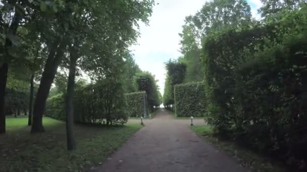 Callejón en el Parque en Peterhof — Vídeo de stock