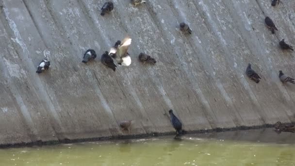 Palomas en el parque en el plano inclinado — Vídeo de stock