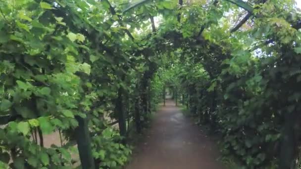 Habitaciones verdes Jardín de verano — Vídeo de stock