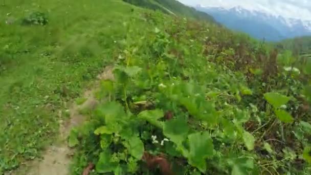 Camino en prados alpinos — Vídeo de stock