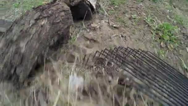 Rengöring av bladen på naturen — Stockvideo