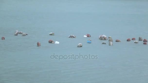 Поплавцями oyster ферми — стокове відео