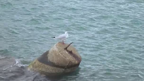 Seagull on tetrapod — Stock Video