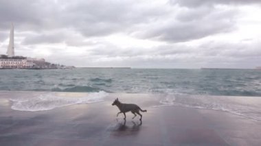 Köpeğin yanına deniz sörf