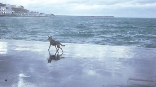 Dog near the sea surf — Stock Video