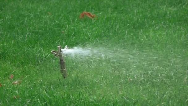 Sprinkler bevattning i park — Stockvideo