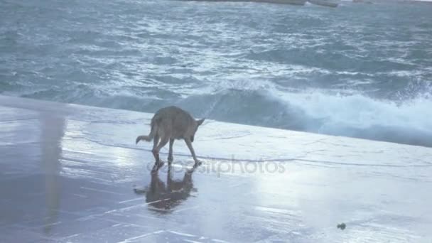 Dog near the sea surf — Stock Video